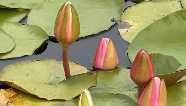 Intentional Gentleness